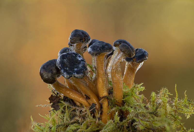 Jelly baby fungi Dumfries Camera Club